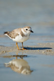 Pluvier siffleur -- Piping Plover