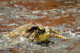 Tortue verte (Hawaii)