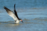 Bec-en-ciseaux noir -- Black skimmer