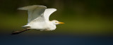 Hron garde-boeuf -- Cattle Egret