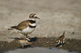 Pluvier kildir -- Killdeer