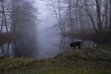 Yossarian Contemplating the Beauty of a Foggy Morn