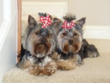 pups 021 [1024x768].JPG