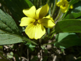 Upland Yellow Violet