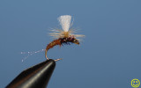 Sharpies Thredbo emerger. Tied by Keith Collicoat.
