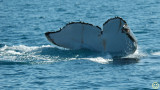 Raw00123 another whale tail.jpg