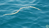 Raw00128 Exmouth gulf sea snake.jpg