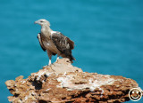 DSC_8746 White-Bellied sea eagle.jpg