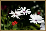 Osteospermum.JPG