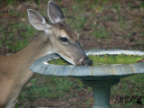 Bird Bath...What do you mean Birdbath?