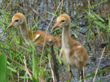 Sandhill Crane Babies