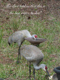 Sandhill Cranes drinking from one of our birdbaths