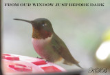 Ruby Throated Hummingbird