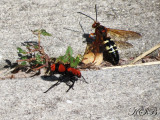 Red Velvet Ant and Cicada Hunter Hornet