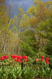 Red tulips