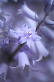 Blue Bells