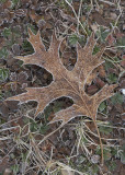 Frosted Oakleaf