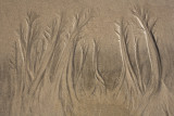 Sand Trees