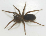 Coelotes terrestris