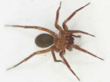 Cicurina cicur