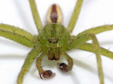 Micrommata virescens (m)
