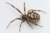 Steatoda albomaculata (f)