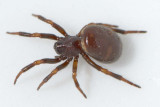 Asagena phalerata