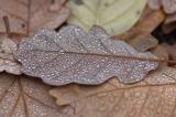 Autumn Leaves