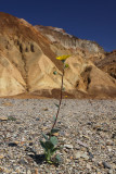 Solitary Desert Gold