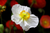 White Poppy