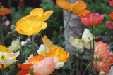 Iceland Poppies