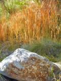 Rock and Reeds