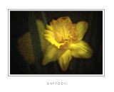 Daffodil