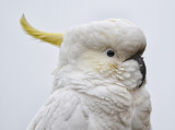 A sulphur crested cockatoo visiting our backyard