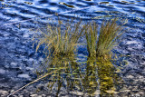 JUST REEDS IN THE WOLLONDILLY RIVER BELOW THE MARSDEN WEIR
