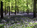 Bluebell Wood 5