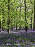 Bluebell Wood 6