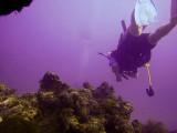 Diving-41.jpg