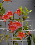 Wall Flowers