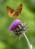 Butterfly and thistle