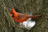 cover: Cardinal.jpg