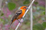 Flame-colored Tanager