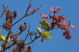 Black-throated Green Warbler