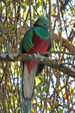 Resplendent Quetzal