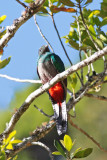 Resplendent Quetzal