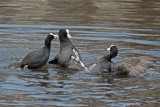 Coots