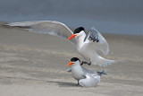 Royal Terns