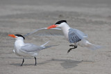Royal Terns