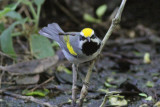 Golden-winged Warbler