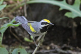 Golden-winged Warbler